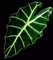 Alocasia Amazonica